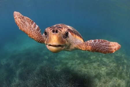Loggerhead-Turtle-conservation-is-one-of-the-EU-projects.-credit-Kostas-Papafitsoros.jpg