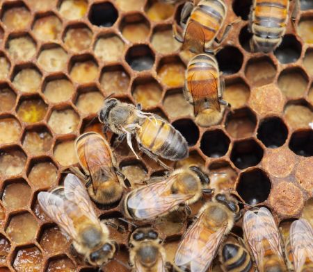 Hives.jpg