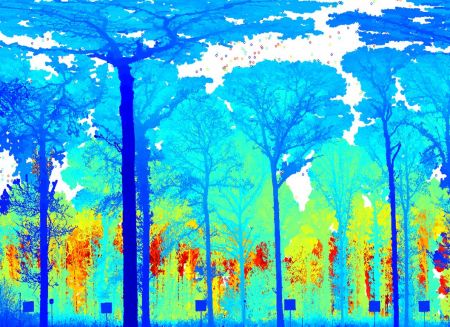 Three-dimensional-forest-range-image-from-the-Salford-Advanced-Laser-Canopy-Analyser.jpg
