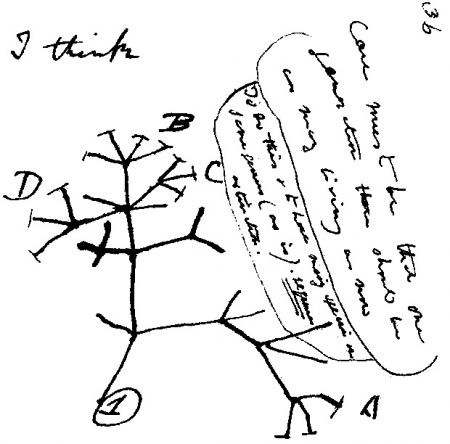 The-first-evolutionary-tree-Charles-darwin-ever-drew-Wikimedia-Commons.jpg