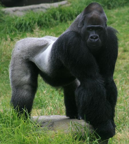 Harambe-the-gorilla.jpg