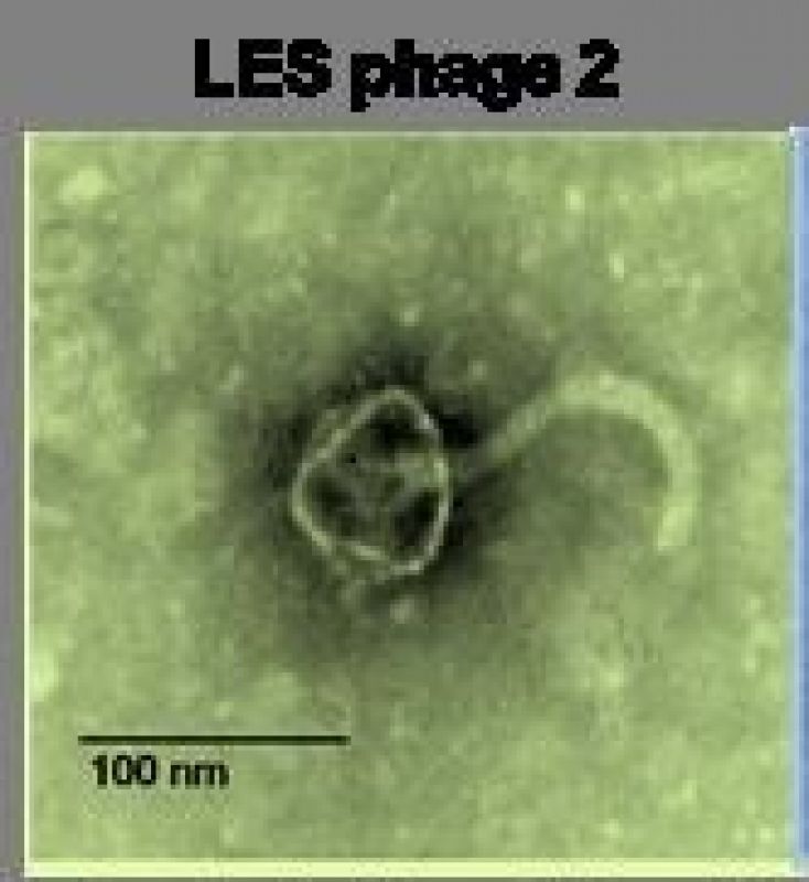 phages4.jpg